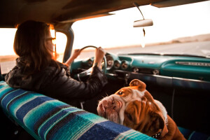 What you need when travelling with a dog